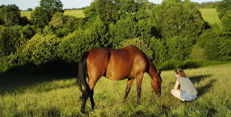 Benevole assise près d'un cheval