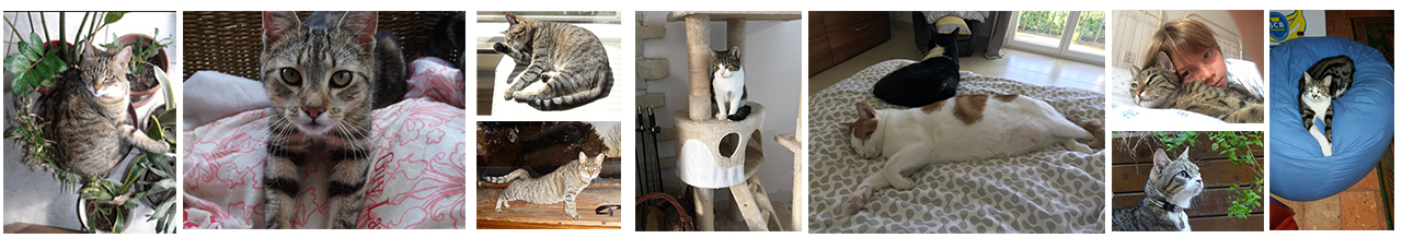 Banderole chevaux adoptés