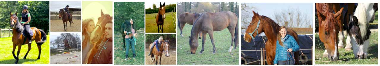 Banderole chevaux adoptés