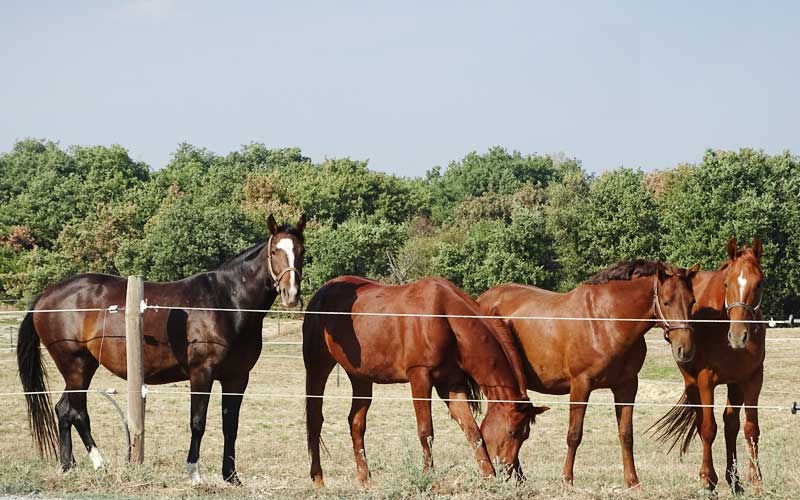 Chevaux réhabilités dans un pres