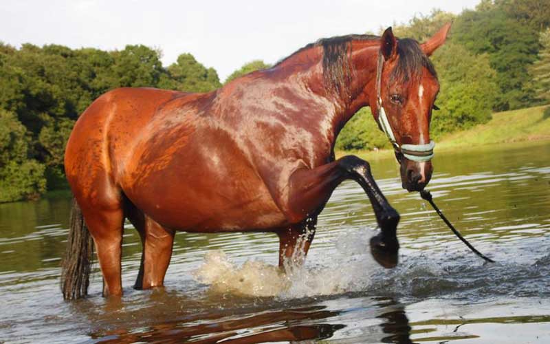 Cheval traversant une rivière