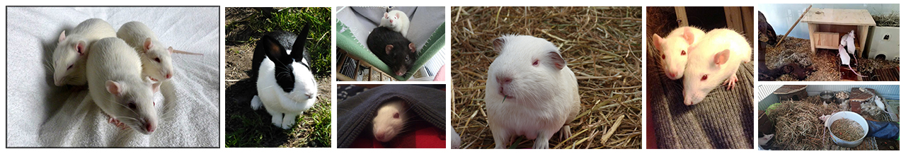 Banderole chevaux adoptés