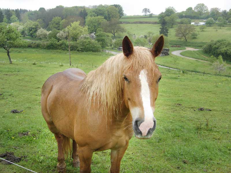 Cheval issu du programme protection des équidés
