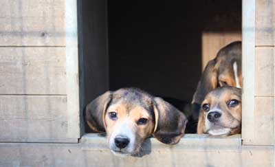 Chien de laboratoires en refuges