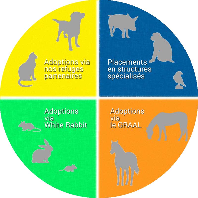 Collage animaux graal