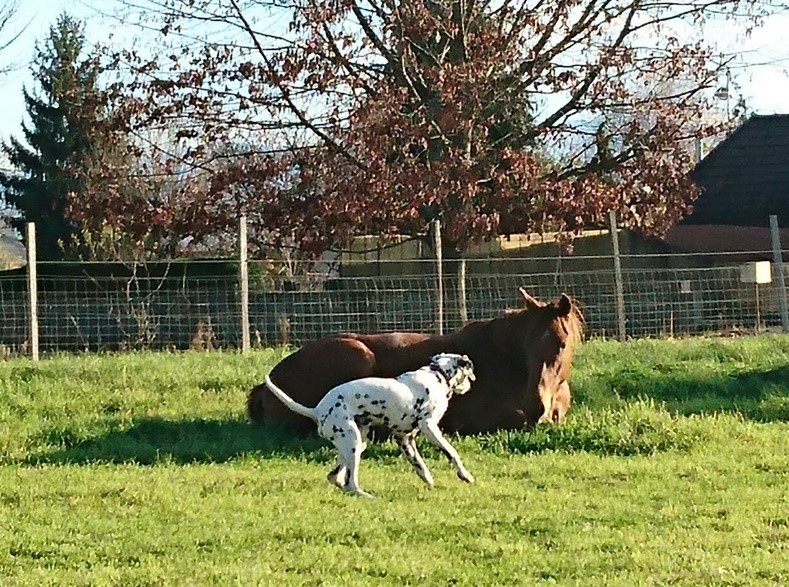 Saut d'obstacle avec un cheval réhabilité adopté