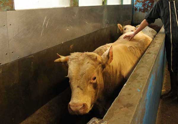 Vache à l'abbatoir